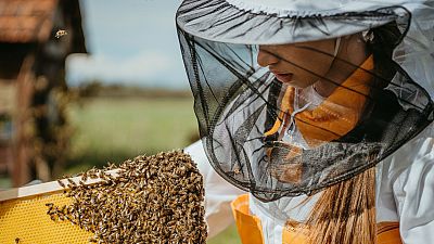 Mujeres y apicultura