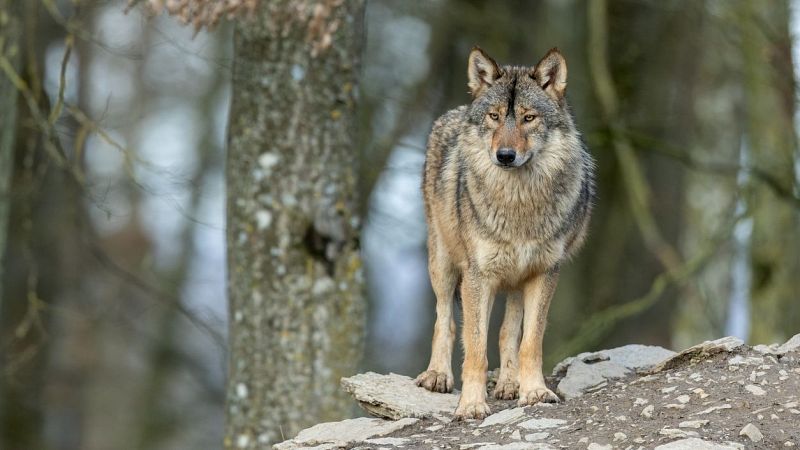 El lobo, animal odiado y amado, siempre envuelto en polmica