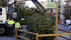 L'Ajuntament habilita 226 punts de recollida d'avets de Nadal