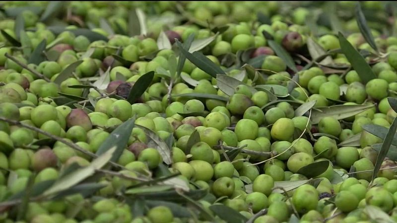 La sequera, el mal temps i la fauna cinegètica destrossen la collita de l'oli | Pilar Ribas