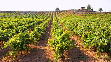 Ruta del Vino Utiel - Requena