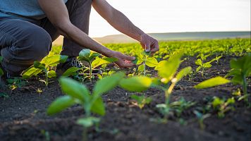 Bacterias para impulsar la agricultura