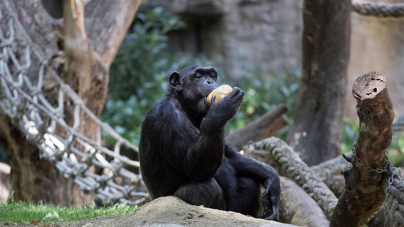 Los bonobos, nuestros parientes evolutivos más cercanos, son capaces de reconocer la ignorancia