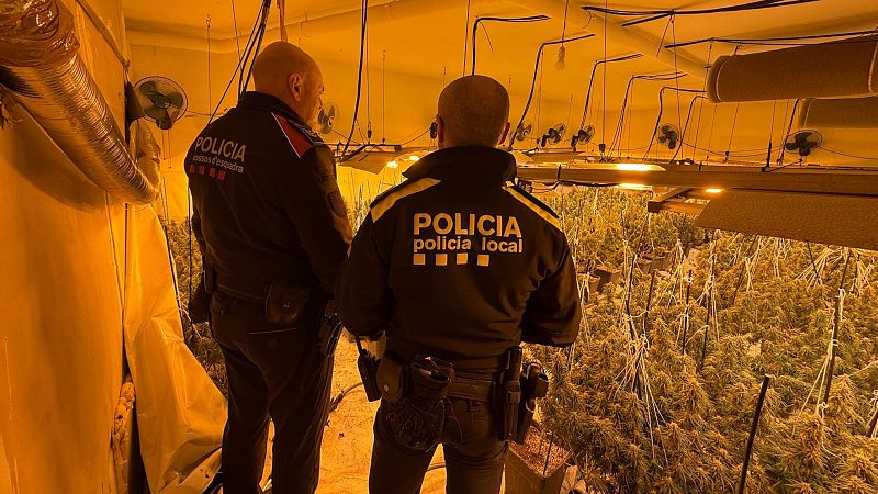 Augment de detencions a Girona per tràfic de marihuana | Gemma Esteba