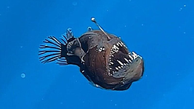 Instinto animal en Radio 5 - Pez diablo negro - 01/03/25