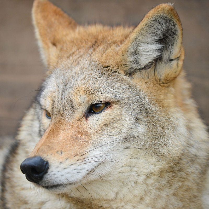Más cerca - La conservación del lobo ibérico