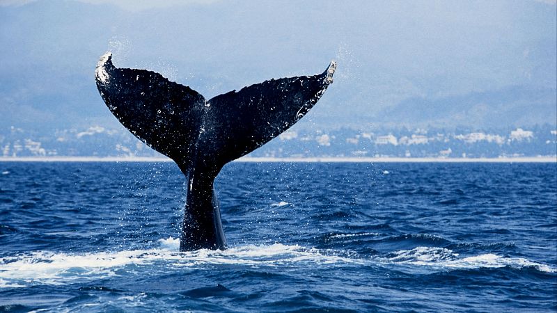 Las mañanas de RNE con Josep Cuní - Las ballenas nutren el océano con su orina - Escuchar ahora