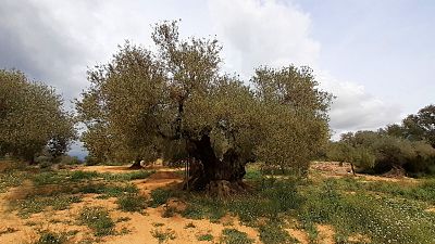 N�madas - El Maestrat interior, alma mediterr�nea - 15/03/25 - Escuchar ahora