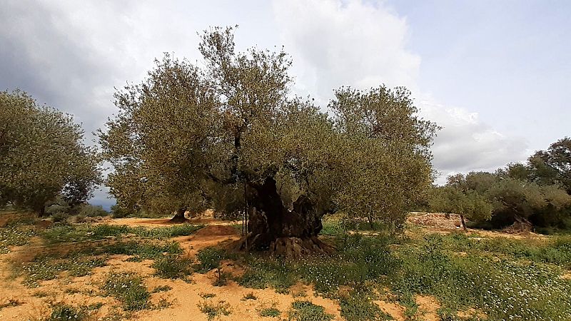 Nómadas - El Maestrat interior, alma mediterránea - 15/03/25 - Escuchar ahora