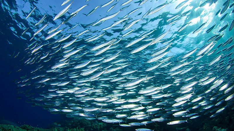 La importancia de definir estrategias basadas en la ciencia - Escuchar ahora