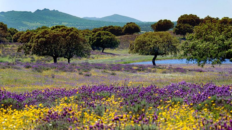 Podría ser peor - 2H - De agua no potable a potable y la primavera que te altera - 20/03/25 - escuchar ahora