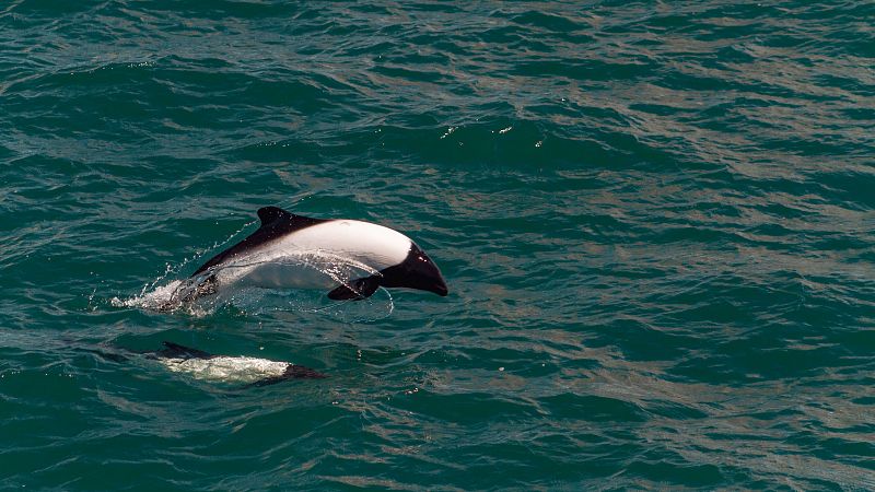 Instinto animal - Delfín de Commerson - 22/03/25 - Escuchar ahora