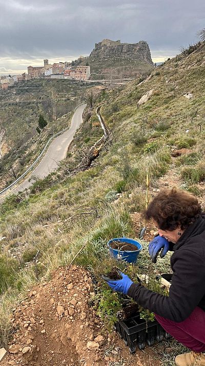 Bej�s resurge con un nuevo concepto de bosque. Escuchar ahora.