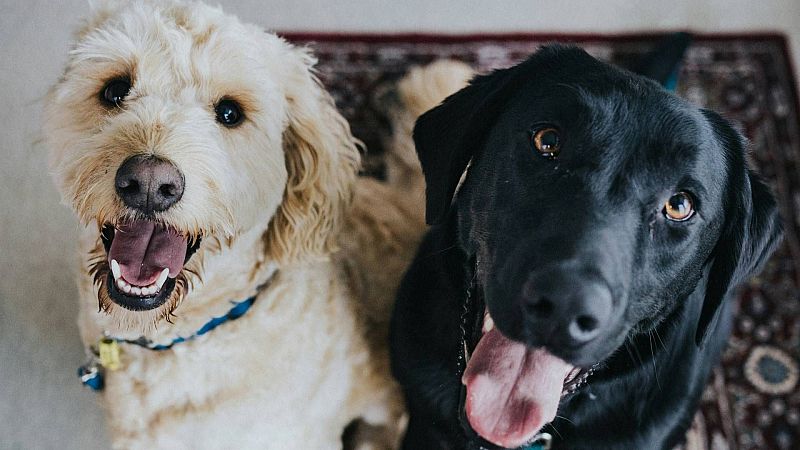 Las tardes de RNE - Así se comunican nuestros amigos los perros - 28/03/25 - escuchar ahora