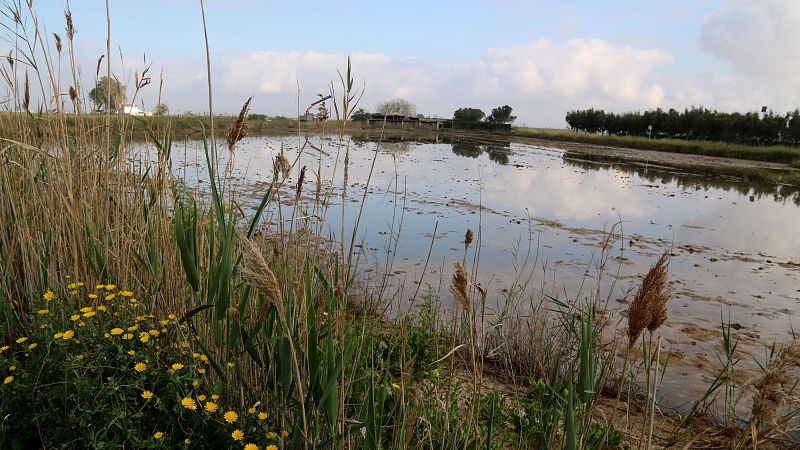 S'avança la fumigació contra els mosquits al Delta de l'Ebre | Judit Huerta