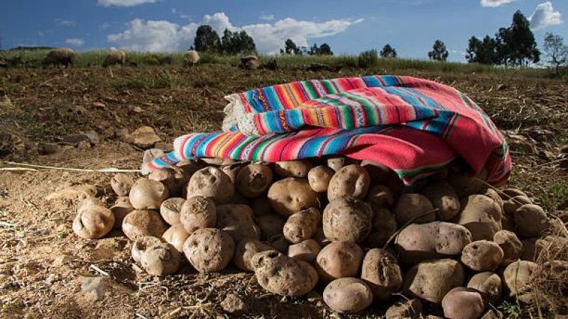 Historia y ciencia por un tubo -  La patata: de comida de cerdos a reina culinaria - 17/04/25 - Escuchar ahora