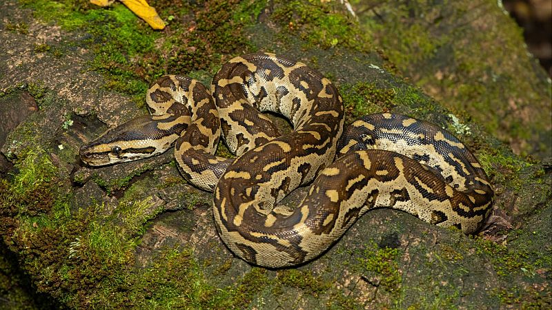 Instinto Animal en Radio 5  -  Pitón de Seba  - 12/04/25 - Escuchar ahora