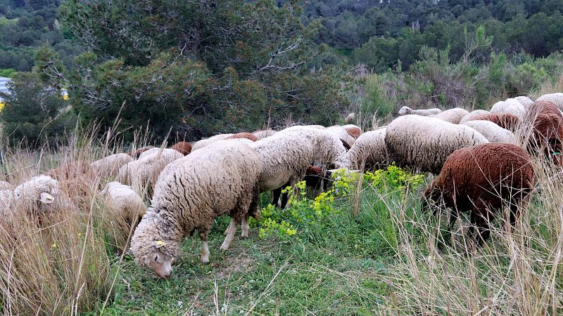 L'AMB subcontracta ovelles per desbrossar Collserola i evitar incendis | Maite Boada