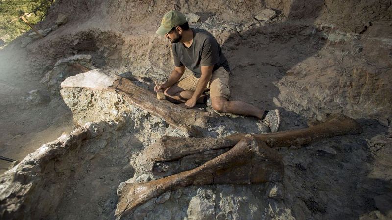 A golpe de bit en Radio 5 - Un fósil olvidado en Portugal revela una nueva especie de dinosaurios - 23/04/25