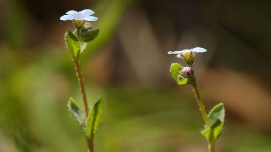 Una joya botnica casi extinta aparece despus de 42 aos