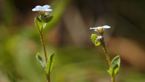 Una joya botánica casi extinta aparece después de 42 años