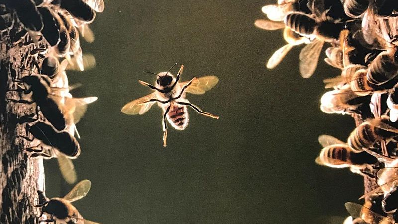 Mediterráneo - El sonido de las abejas silvestres mediterráneas - 18/05/25 - escuchar ahora