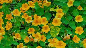 Raül Balam: Menjar flors