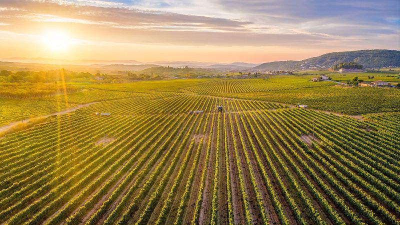 Agricultura arrenca un programa per impulsar les exportacions de les empreses agroalimentàries catalanes | Escoltar