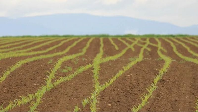 Reportajes Emisoras - Barcelona - Cultivos y pastos para la prevención de incendios - 28/05/25
