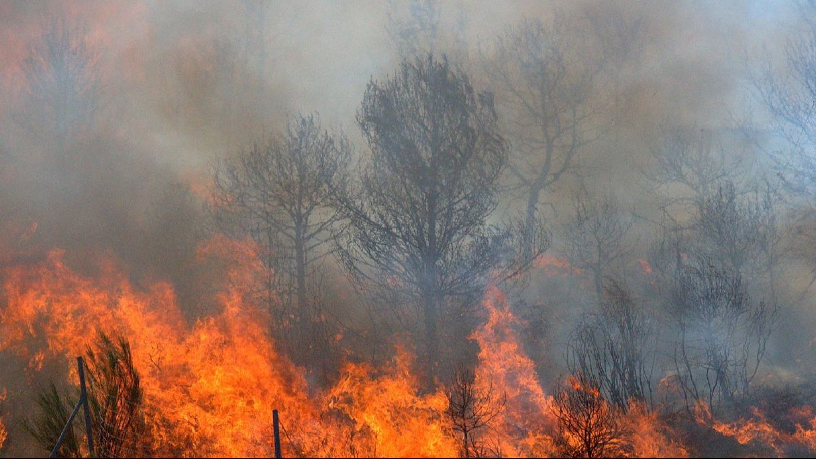 La calor i el combustible acumulat podrien afavorir el risc d'incendi forestal | Marga Esparza