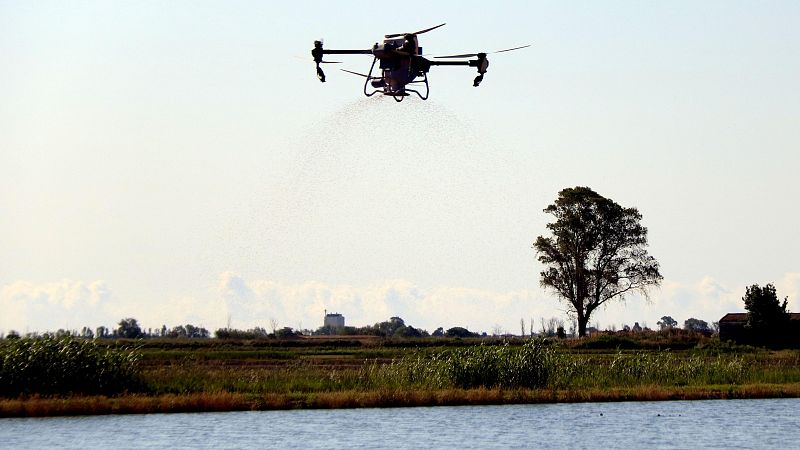 Els arrossaires del Delta de l'Ebre s'alien amb els drons per sembrar els camps