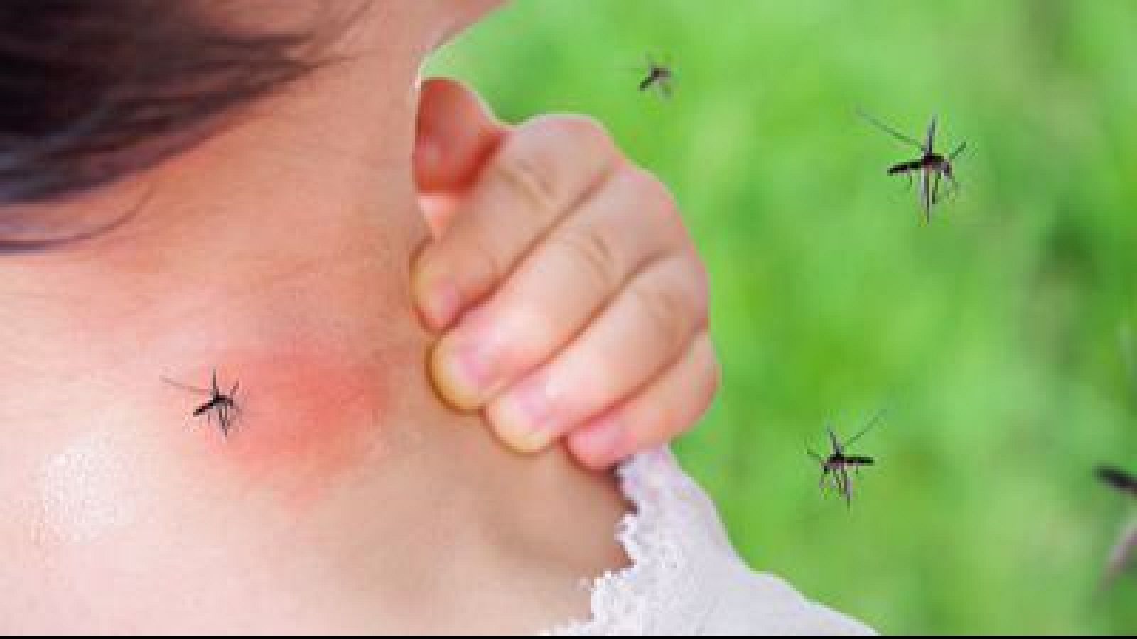 Proliferen els mosquits i les malalties tropicals | Ignasi Gras