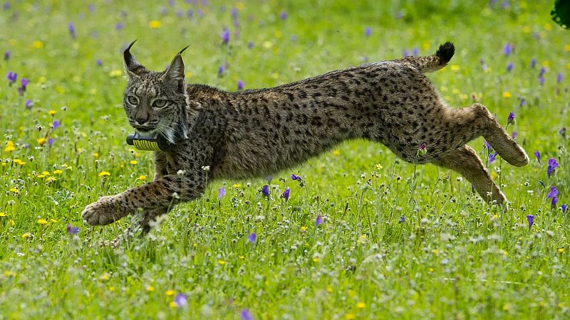 Planeta vivo - El lince Ramón - 04/06/25 - Escuchar ahora