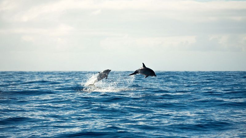 A golpe de bit - El científico español que evalúa océanos para la ONU