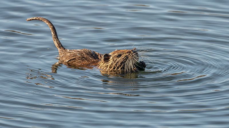 Instinto animal en Radio 5 - Ratas de agua - 07/06/25
