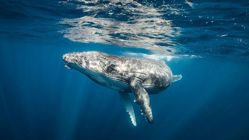 Investigación de los cetáceos y la fauna marina - Escuchar ahora