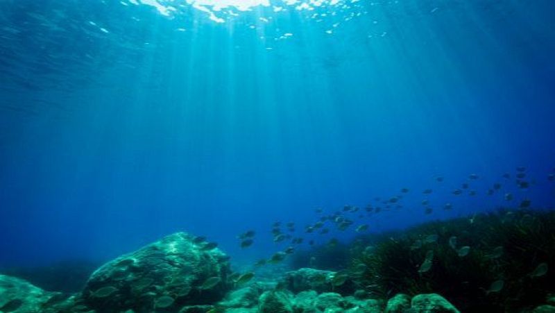 Raons per preservar la biodiversitat marina