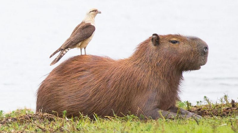 Las capibaras conquistan el algoritmo - A golpe de bit | Escuchar