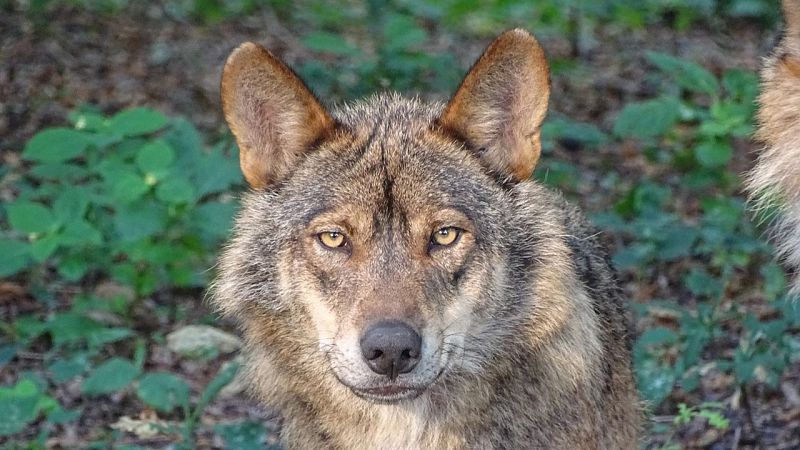 Reserva natural - Crece la crispación en el conflicto del lobo y nace Criosfera Pirineos - 19/06/25