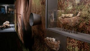 La Canonja inaugura el museu Mammuthus