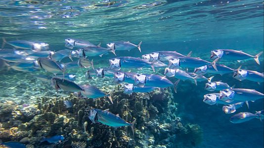 Los cambios de estaciones también suceden bajo el agua