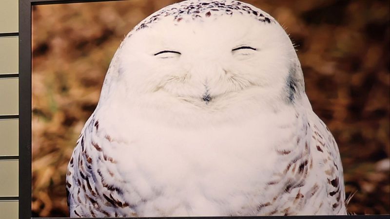 Reserva Natural - Cuando los búhos sonríen - 26/06/25