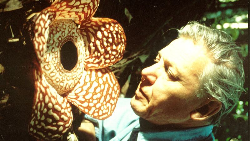El bosque habitado - La emoción del descubrimiento. Attenborough versus Araújo - 29/06/25 - El bosque habitado | Escuchar
