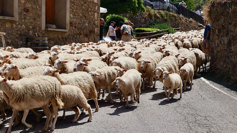 La trashumancia, una práctica de ayer pero también de hoy - En clave Turismo | Escuchar