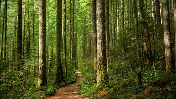 La gestin de nuestros bosques