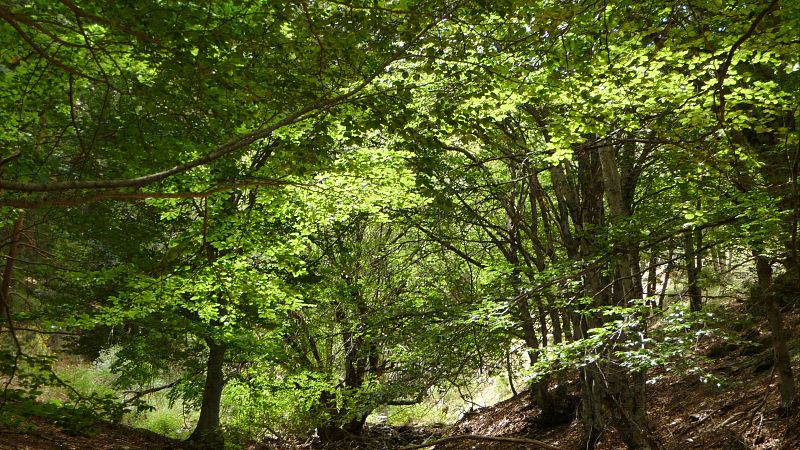 Escapadas - Un hayedo también en verano - 01/07/25 - Escuchar ahora