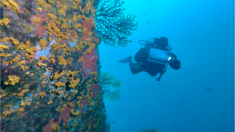 Planeta vivo - Mediterráneo tropicalizado - 02/07/25 - Escuchar ahora