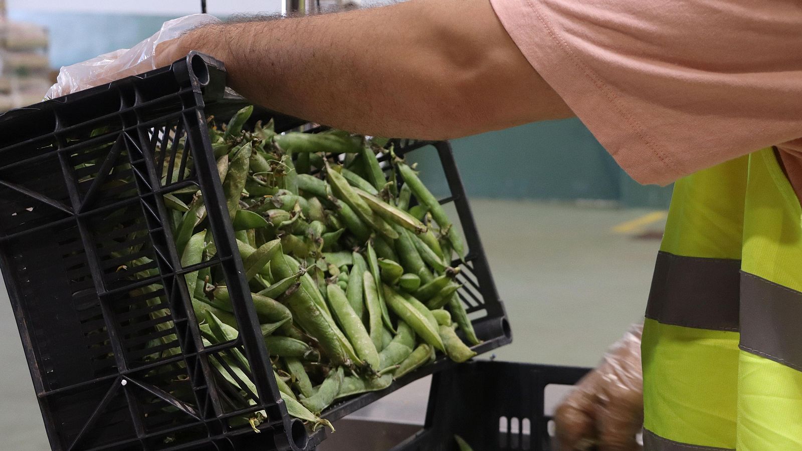 El Foodback reaprofita 837 tones de fruites i verdures el 2024 | Marga Esparza