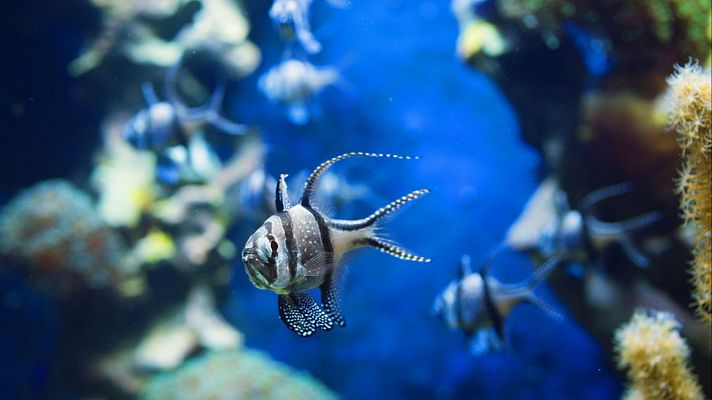 Ecología, biología y biodiversidad de los ecosistemas marino