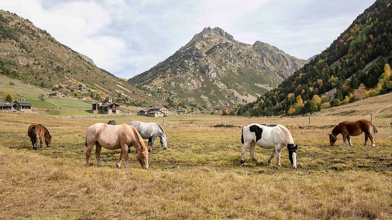Global 5 - Canillo, Andorra (III): Ganadería y los osos pardos - 09/07/25 - Escuchar ahora